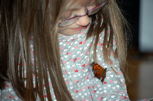 butterfly on Frances Nov 2009
