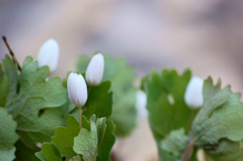 dsc_00430001-2 Bloodroot patch, April 2009