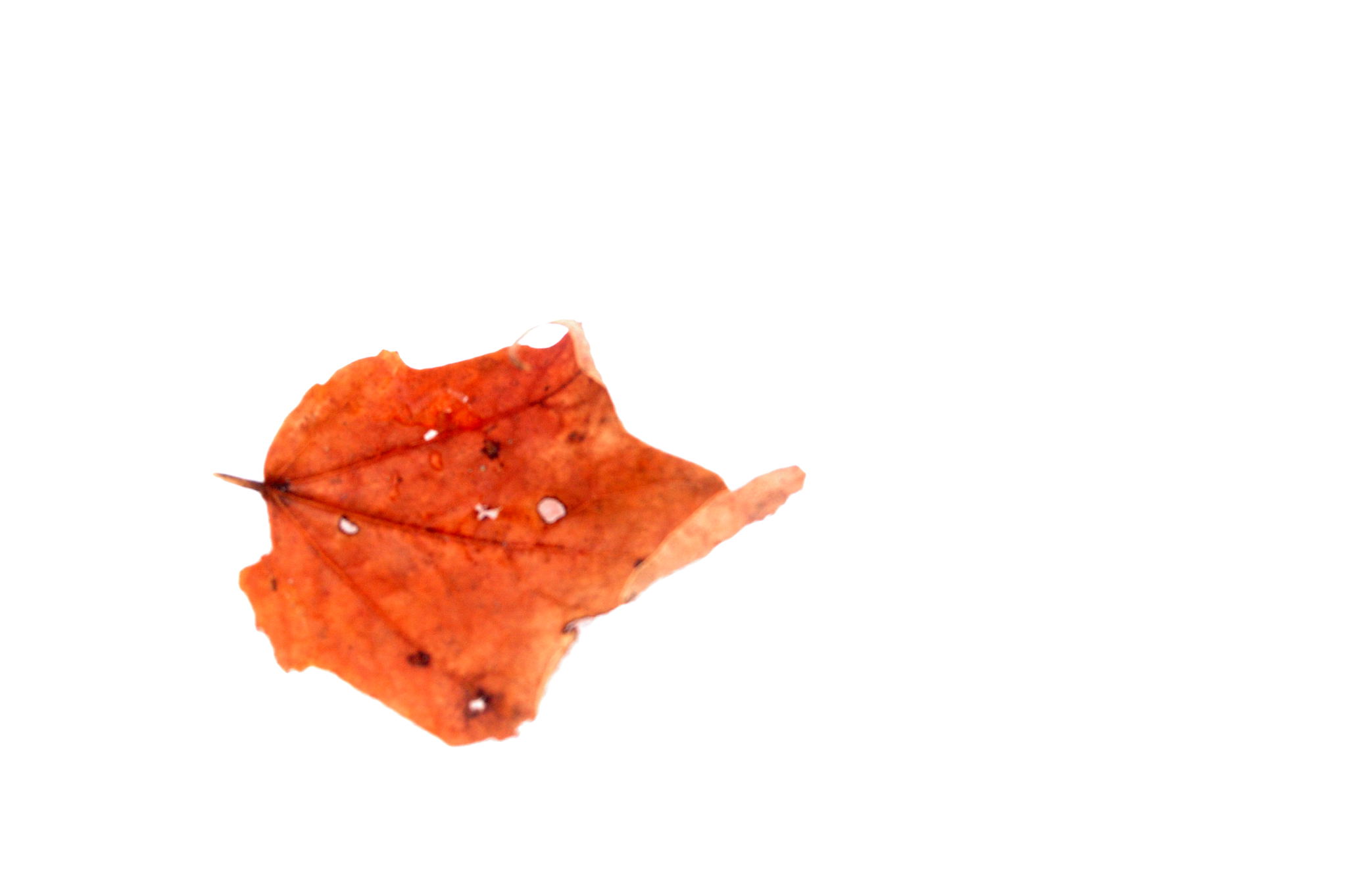 maple leaf in the snow