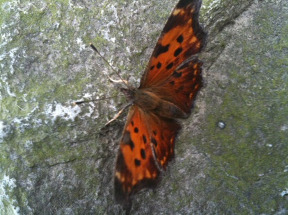 butterfly on boulder
