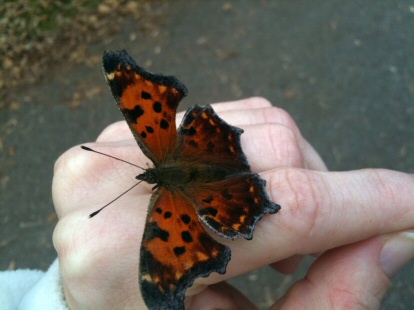 butterfly on hand november 2009